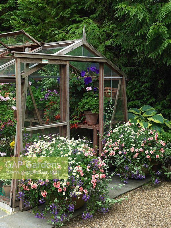 Greenhouse edged in pots of hosta, busy lizzies - Impatiens Pink Ruffles, marguerite, scaevola, geranium, helichrysum. Inside: tibouchina, pelargonium, begonia, fuchsia.
