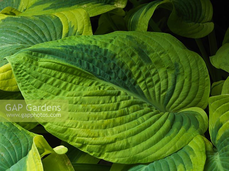 Hosta Frances Williams, plantain lily, a leafy perennial which has deeply puckered, thick, glaucous, blue-green leaves with irregular splashes of grey green. Spring until autumn.