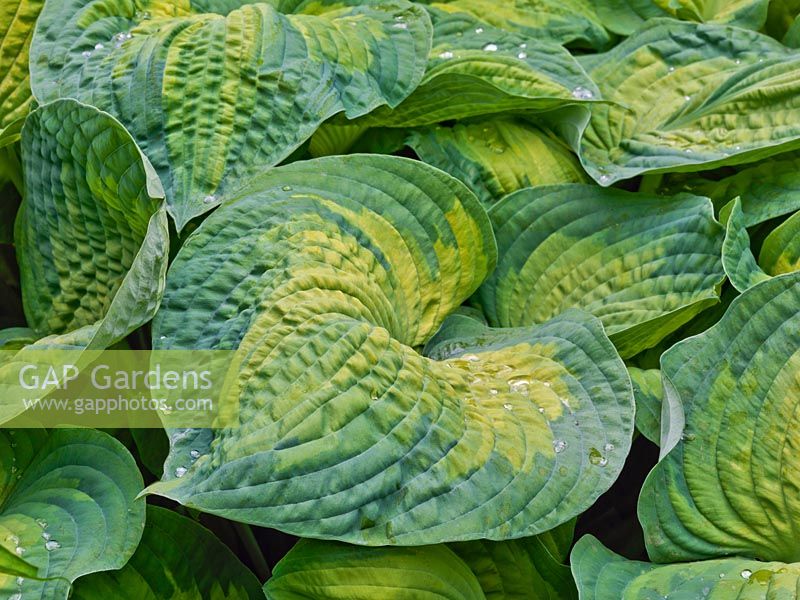 Hosta sieboldiana var. elegans George Smith plantain lily, a leafy perennial with two-tone leaves, grey-green outers enclosing lighter, irregular inners