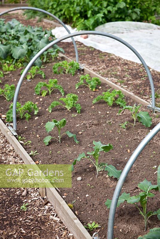 Brassica seedlings under hoops which will support protective netting