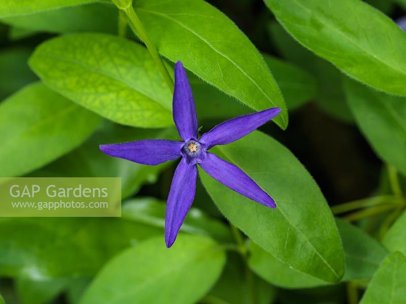 Vinca major var. oxyloba, syn. Dartington Star, greater periwinkle, is a dense, evergreen, prostrate shrub which in spring bears star-shaped, deep blue flowers.