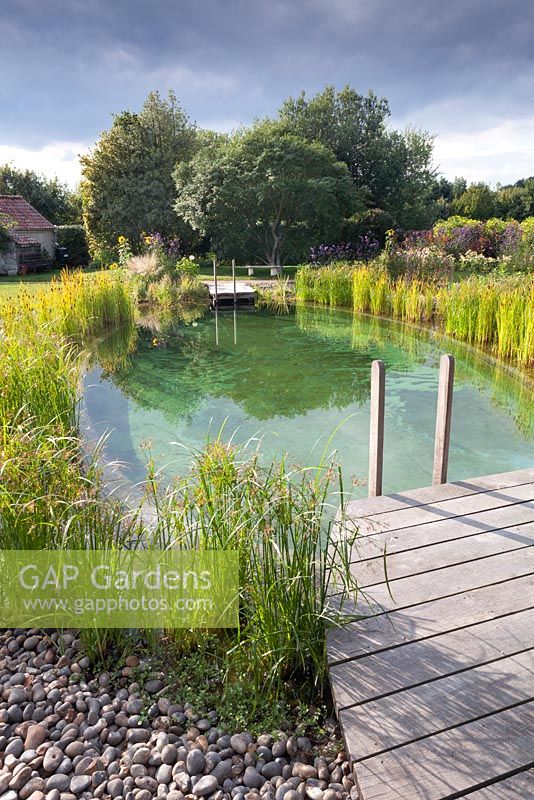 View of decking leading to swimming pond in domestic garden with mature trees.