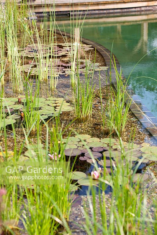 Regeneration zone of swimming zone with water lillies and other aquatic plants used for water filtration. July