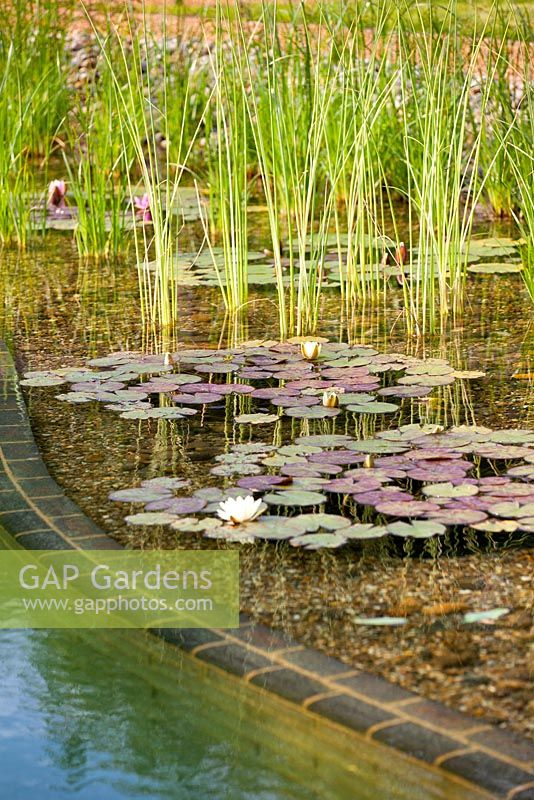 Regeneration zone of swimming zone with water lillies and aquatic plants. July.