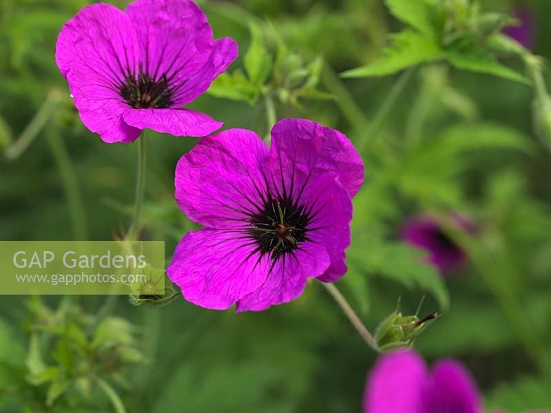 Geranium sanguineum 'Max Frei', cranesbill or hardy geranium, in summer forms leafy clumps studded with bright pink flowers. Good ground cover plant.