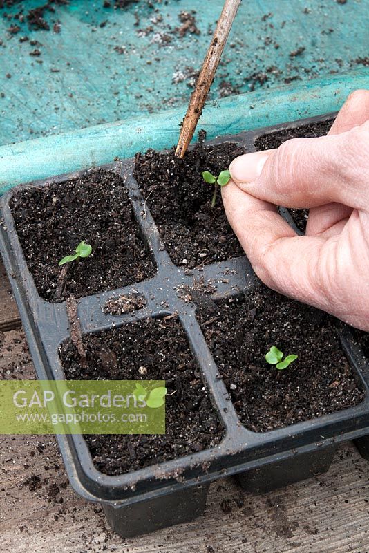 Planting summer cabbage seedlings into modules