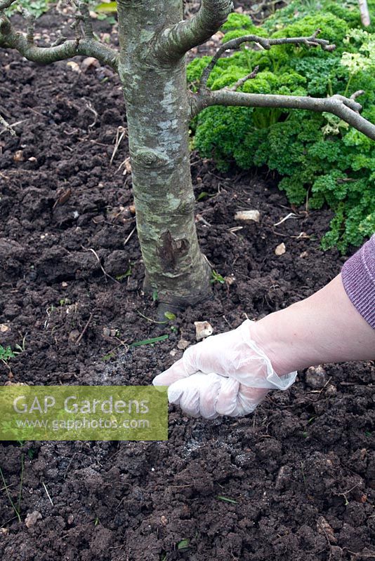 Caring for fruit trees sequence. Apply a light dressing of sulphate of potash after weeding