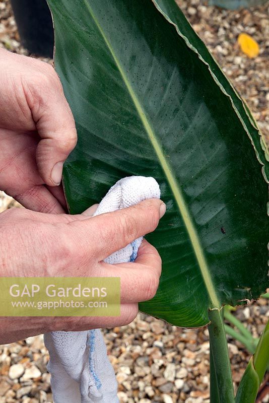 Tidying a Strelitzia - Bird of Paradise - Clean leaves with a damp cloth