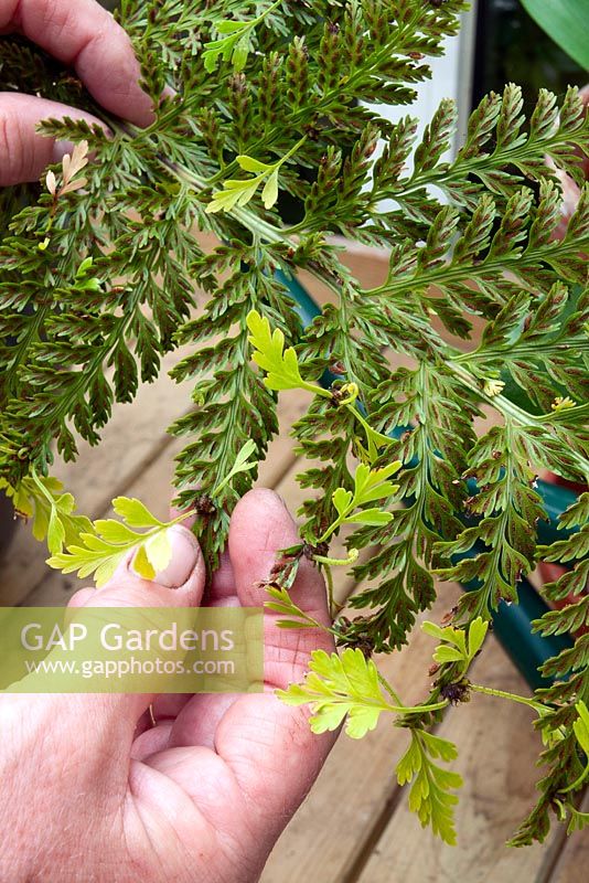 Removing bulbils from an Asplenium bulbiferum fern