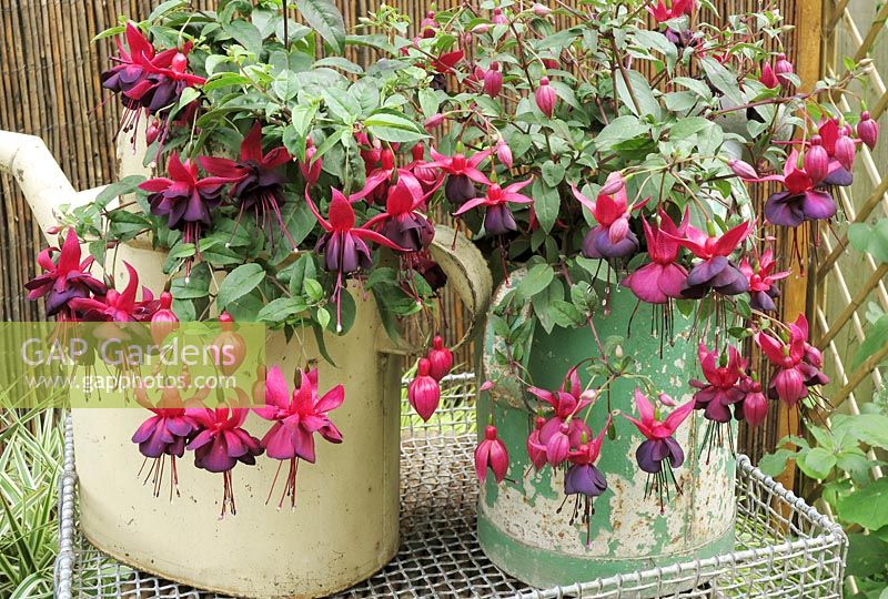 Two dark flowered fuchsias growing in old weathered watering cans. Fuchsia 'Black to The Future' in green can and 'Gary Rhodes'
