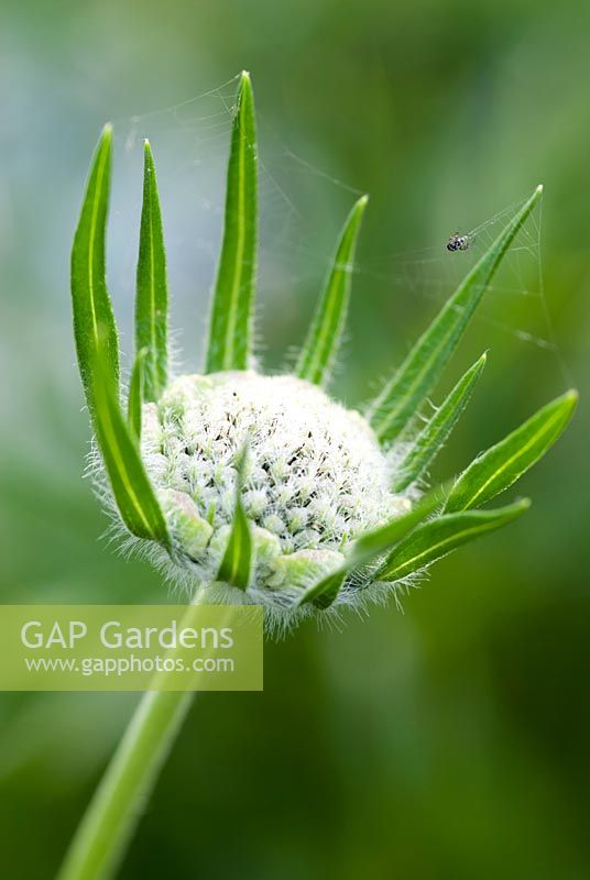 Scabiosa caucasica 'Perfecta' - emerging bud with spiders web