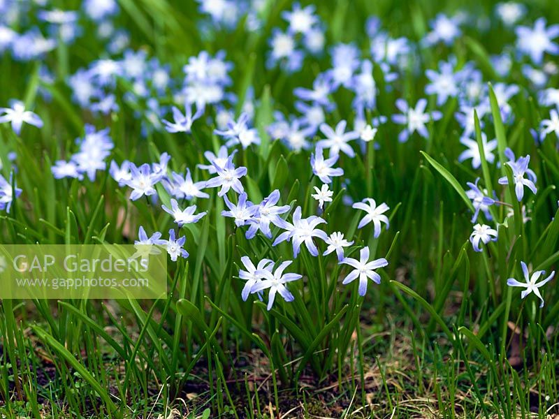 Chionodoxa forbesii, a bulbous perennial flowering in early spring.