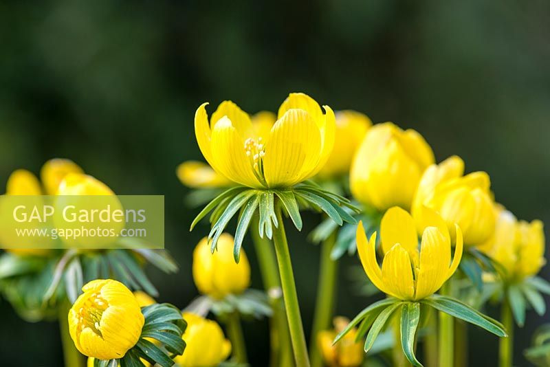 Eranthis hyemalis, a hardy perennial which flowers in February and March. Grows in shade or partial shade.