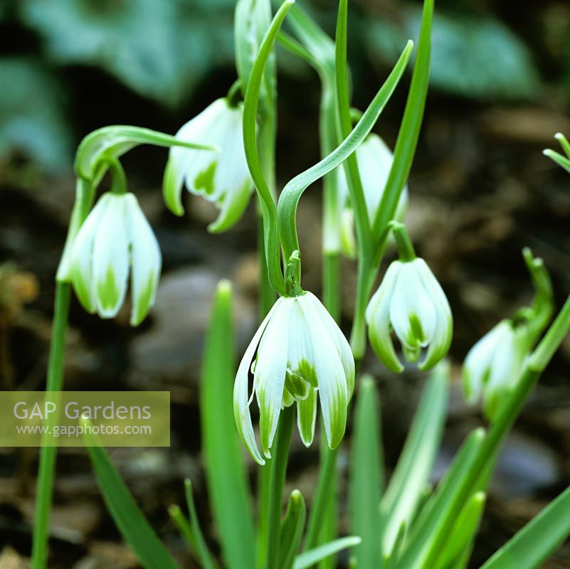 Galanthus nivalis 'Doncaster Double Charmer', snowdrop, a winter flowering bulb with inwardly curved outer tepals, and green markings on both outer and inner tepals.