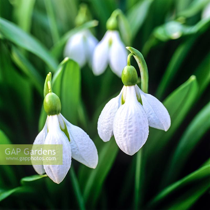 Galanthus 'Augustus', a winter flowering snowdrop with shapely, rounded flowers. Puckered white outer tepals cover inners with green markings. Broad leaves.
