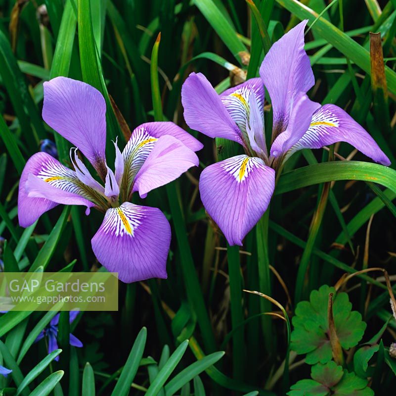 Iris unguicularis syn. Iris stylosa