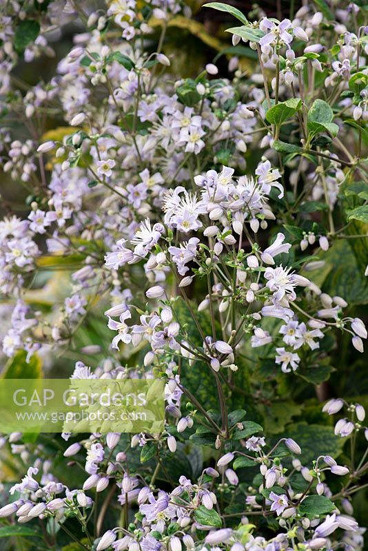 Clematis  jouiniana 'Praecox' bears masses of tiny, bell-like flowers from summer into autumn