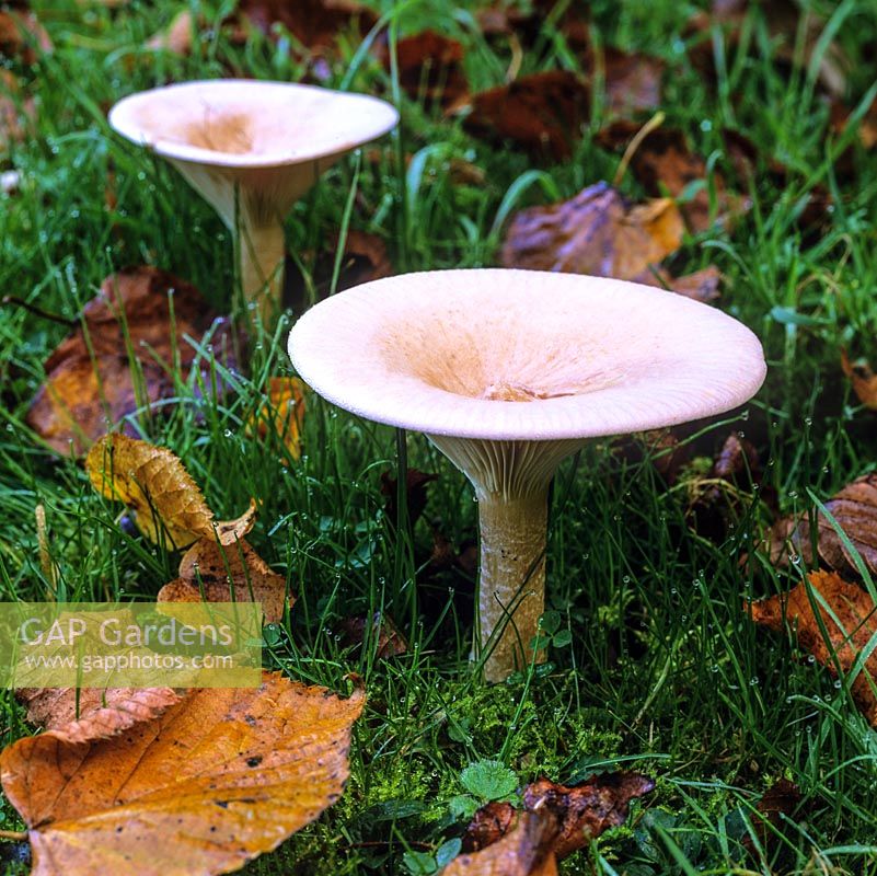 Lawn with White toadstools on damp, misty autumn morning.