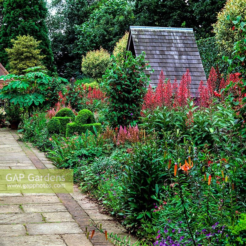 Long Red and Purple Border. Summerhouse edged in box watering can topiary, lollipop privet and clumps of Lobelia tupa, lily, salvia, astilbe and abutilon. Tetrapanax papyrifer.