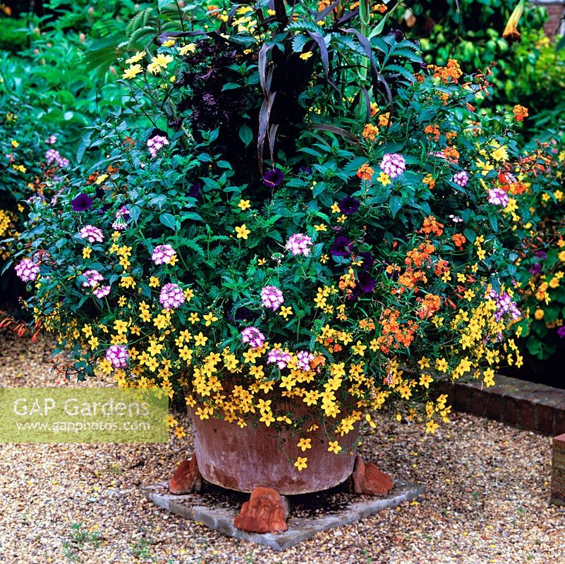 Pots of Solanum rantonnetii standards, Melianthus major, trailing verbena, argyranthemum and bidens.