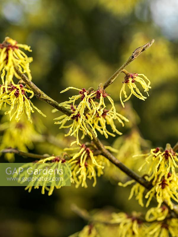 Hamamelis x intermedia Arnold Promise, a golden witch hazel with crimped, crinkled, spidery petals on wayward fragrant flowers.