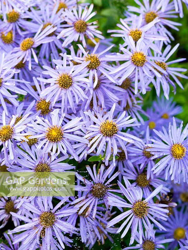 Aster frikartii 'Monch' bears long-lasting, lavender blue flowers in autumn. 