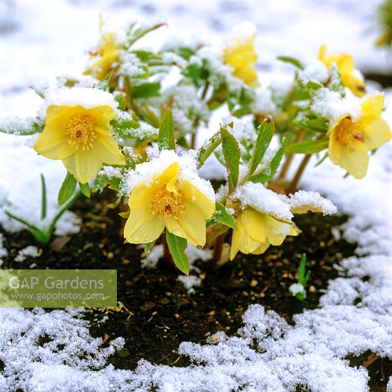 Helleborus x hybridus Ashwood Garden hybrids, a golden variety, flowers in winter in spite of snow.