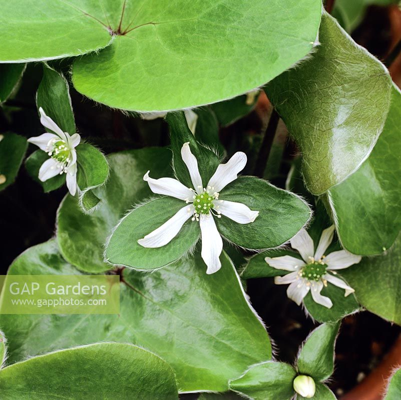 Hepatica maxima, a spring flowering perennial with rounded - kidney shaped, lush green lobed leaves. White star shaped flowers.