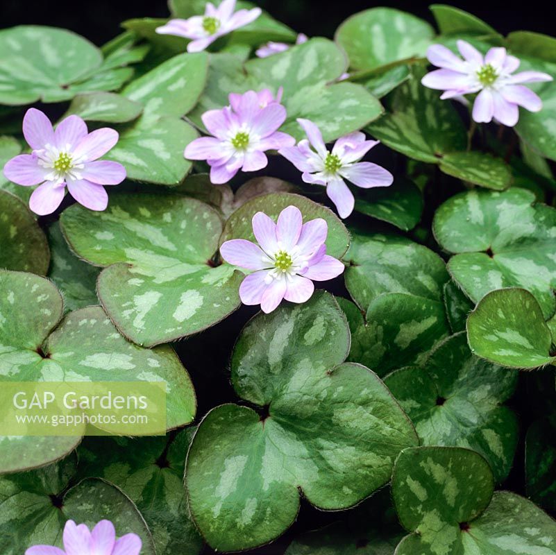 Hepatica Oboroyo, a spring flowering perennial with rounded - kidney shaped, lush green lobed leaves, often marbled. Pinkish mauve flowers.