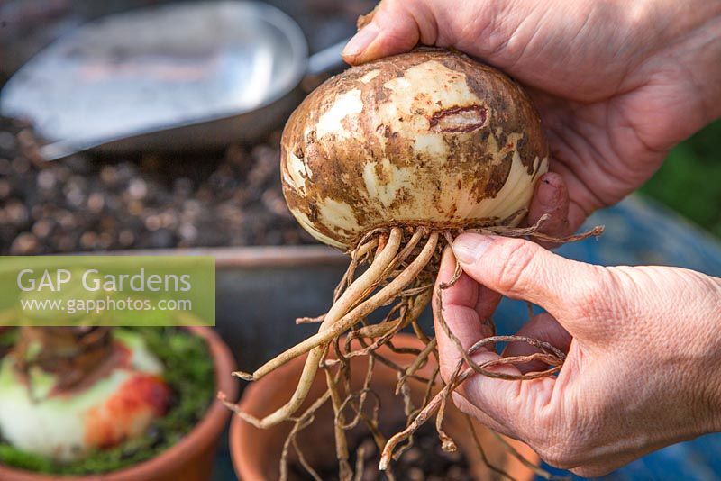 Removing aged dead roots from the bulb before planting