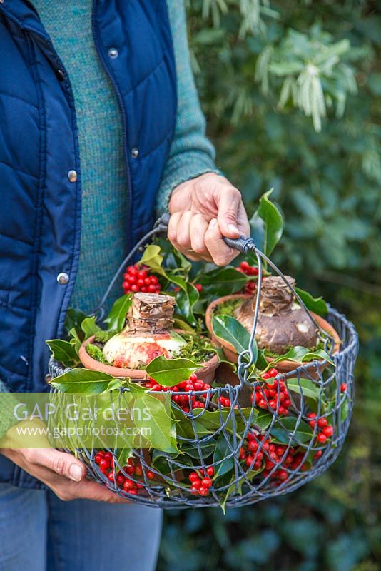 A lady carrying a basket of Hippeastrum bulbs as a gift, decorated with Ilex aquifolium