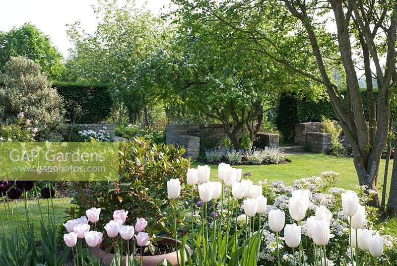 View of garden through Tulipa 'Maureen' and 'Angelique'