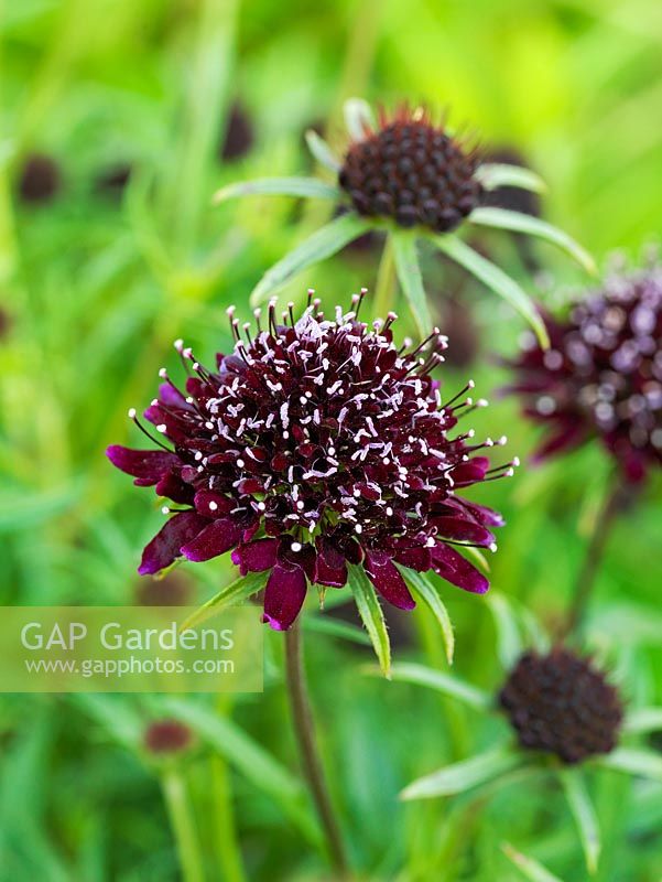 Scabiosa atropurpurea 'Chile Black' bears almost black flowers from July