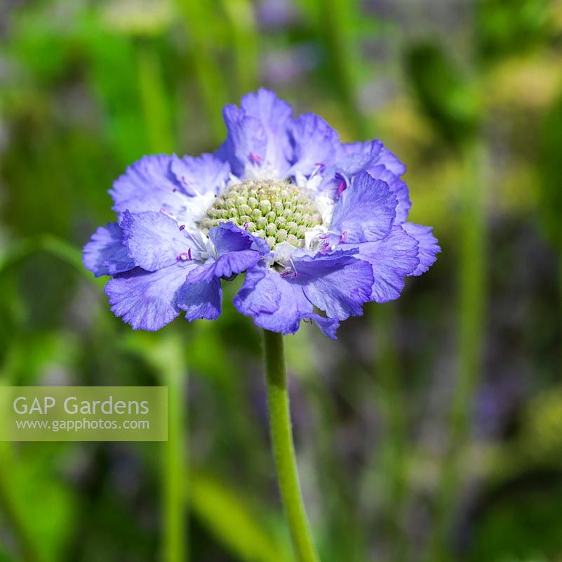 Scabiosa caucasica Clive Greaves, pincushion flower, a hardy annual with lavender blue flowers