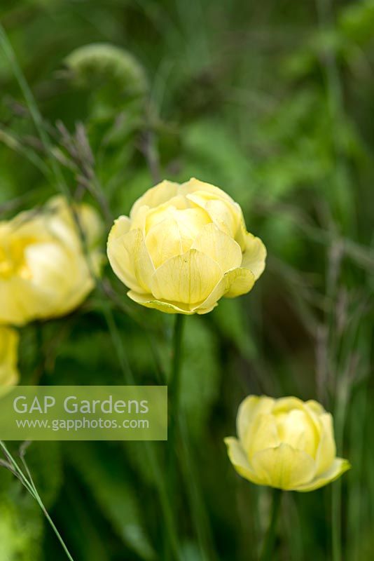 Trollius x cultorum, the globe flower