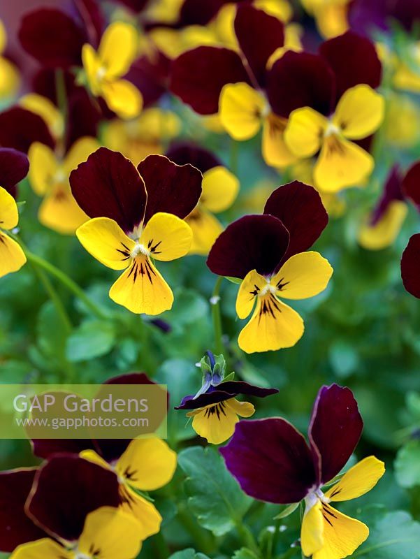 Viola 'Jackanapes'. Dark red upper petals above bright yellow lowers.