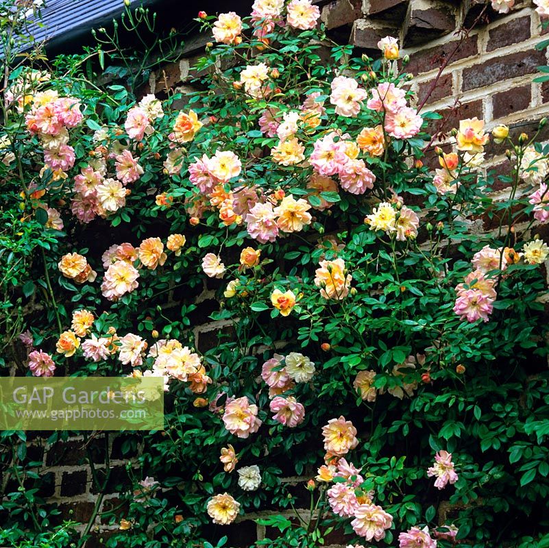 Rosa Phyllis Bide, a modern polyantha  climbing rose bearing a mix of salmon pink and golden flowers, scrambling up wall. Flowers in summer and autumn.