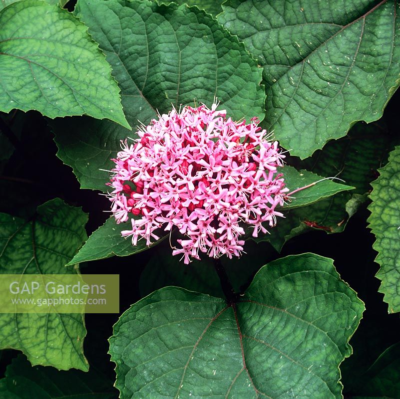 Clerodendrum bungei, deciduous shrub bearing fragrant, deep pink, flower heads from late summer to autumn.