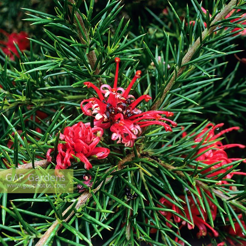 Grevillia rosmarinifolia Jenkinsii, tender evergreen shrub bearing spidery clusters of red flowers 