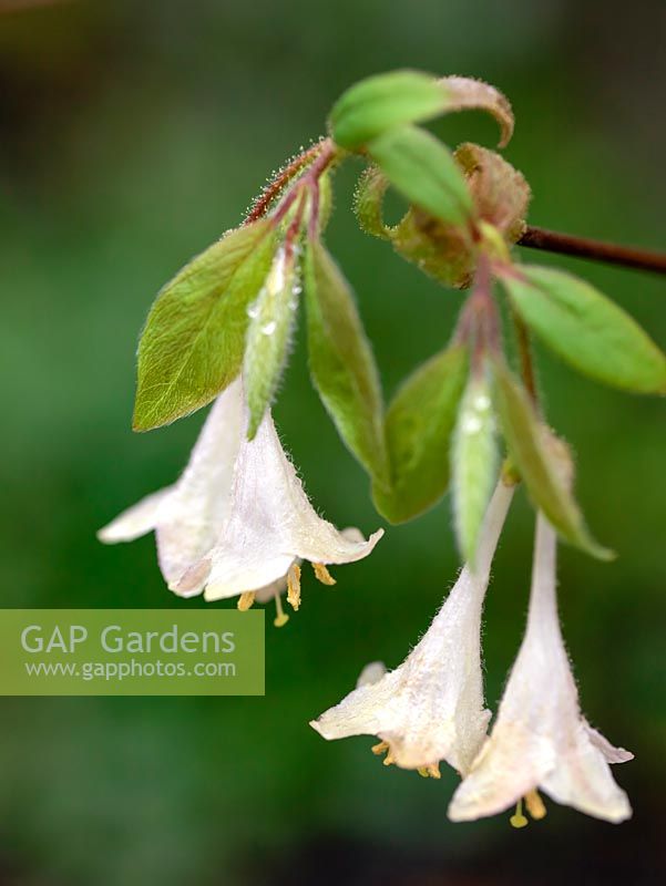 Lonicera purpusii, produces fragrant white flowers through late winter and early spring.