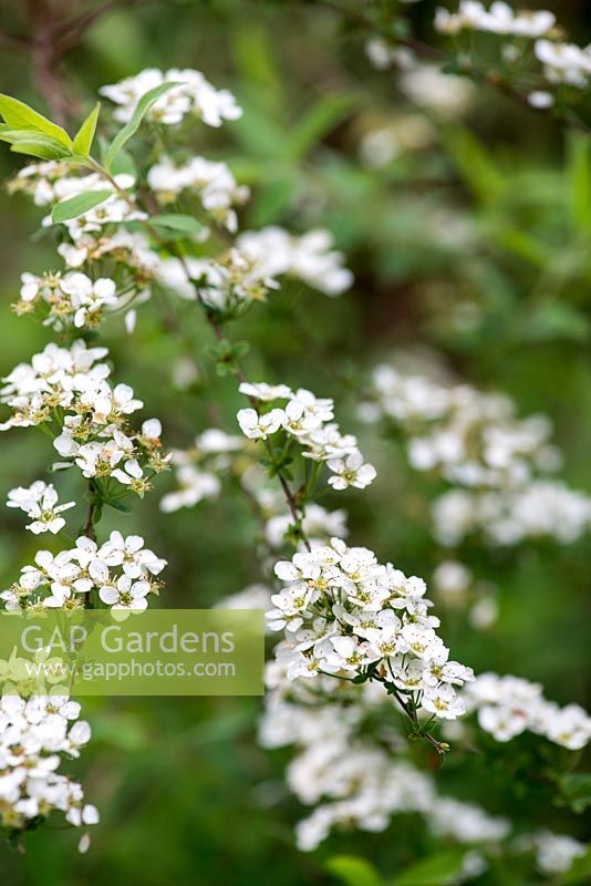 Spirea, an easy to grow shrub which produces an abundance of white flowers in spring.