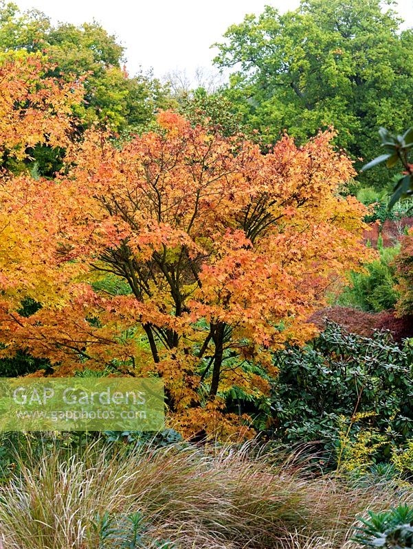 Acer palmatum Sango-kaku, Japanese maple, its foliage turning from gold to a soft yellow in autumn.