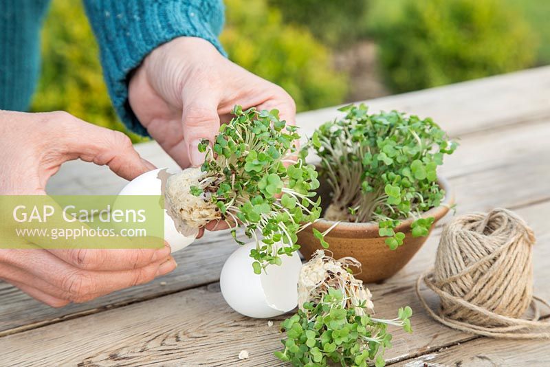 Carefully place the Cress within the empty egg shell. 