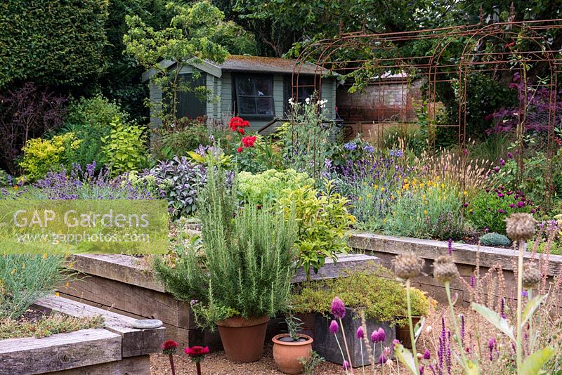 Painted garden shed behind raised beds of herbs such as sage and lavender, and flowers of sedum, osteospermum, diascia, agapanthus and Californian poppies.
