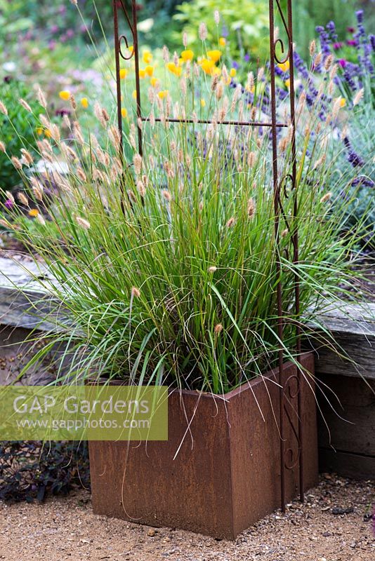 A rusted corten steel container with Pennisetum grasses. Behind, lavender and Californian poppies.