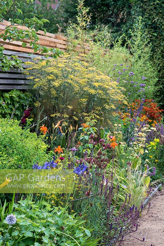 A border planted against a slatted fence containing late summer flowering perennials including agapanthus,  salvia, kniphofia, daylily, fennel, helenium, Verbena bonariensis, phlomis and Carthusian dianthus.