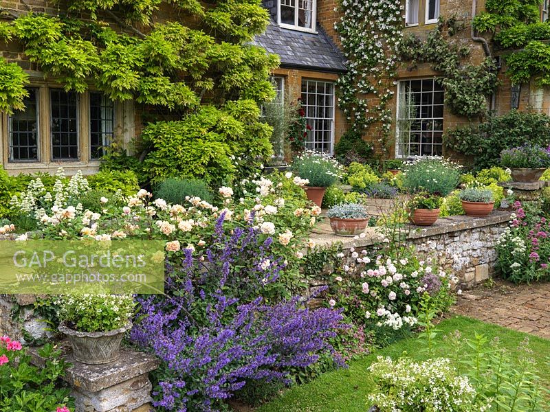 By house, stone terrace edged in catmint, valerian and Rosa Gloire de Dijon scrambling along the wall. Pots of marguerites on sheltered terrace