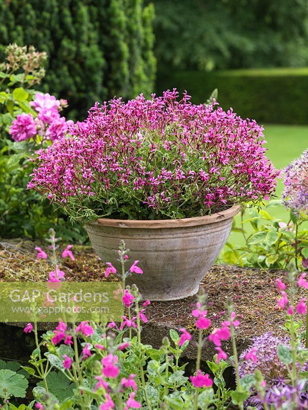 Pelargonium ionidiflorum on south east facing stone terrace, flanked by Salvia Blush Pink and Rosa Seven Sisters.