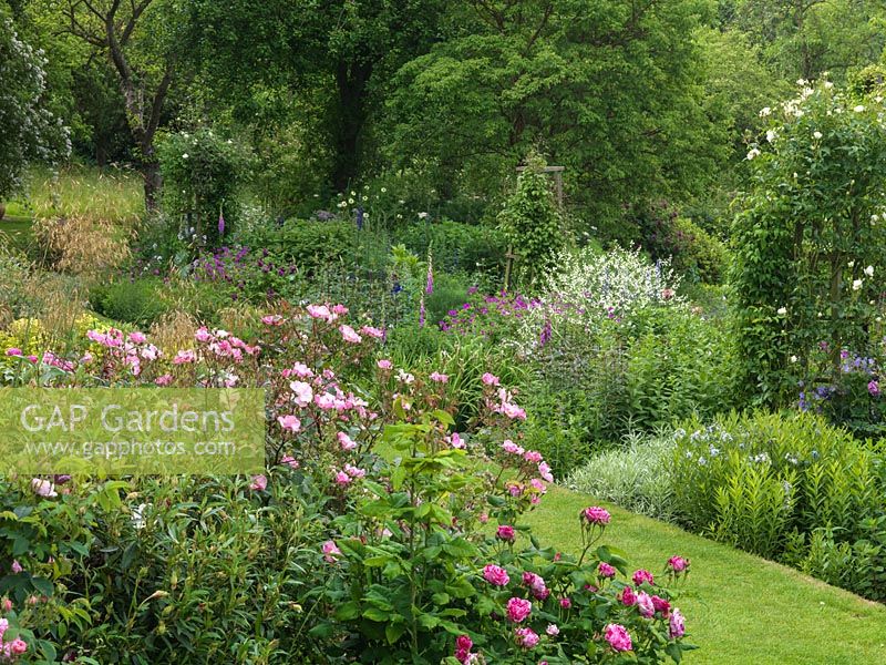 Seen over golden oats, roses  Rosy  Cushion and Ferdinand Pichard, bed of hardy geranium, foxglove, euphorbia, phlox, Cephalarea gigantea, Crambe cordifolia, delphinium, aconite,  roses.