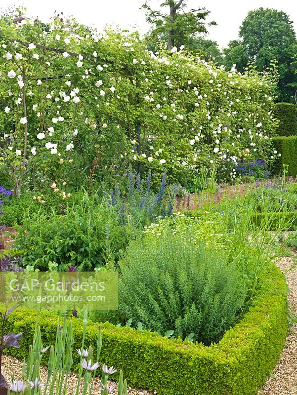 Herb Garden. Hedges planted with yew, box, teucrium, origanum. Beds planted with lavender, fennel, catmint, rosemary, salvia, chives, foxglove, echium, nigella, rue, feverfew. Roses on pergola behind.